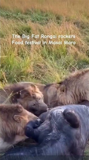 Rongai rockers together. Olonkera is back with them and all are together in Masai Mara grasslands