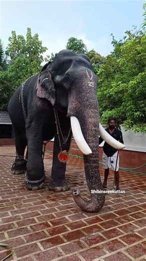 ആ തുമ്പി നോക്ക്🐥 / pambadi rajan /kerala elephant video malayalam / Kerala top 10 elephants 2015