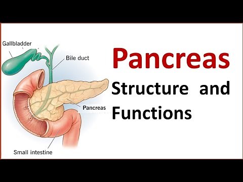 Structure and Function of Pancreas | Pancreas | Anatomy of Pancreas