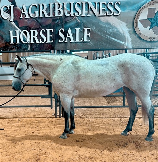 Texas Dept of Criminal Justice Horse Auction presented by Elite Auctions LLC Saturday, Aug 31st 🤠#trailhorse #ropehorse #ranchhorse #horsesale #ranchrodeo #pleasurehorse #horseriding | Elite Auctions LLC