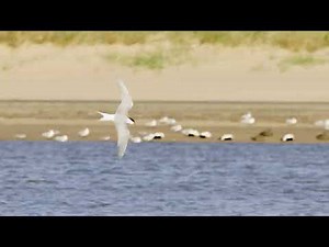 Common Tern (Sterna hirundo) - flying and calling @ Ythan Estuary