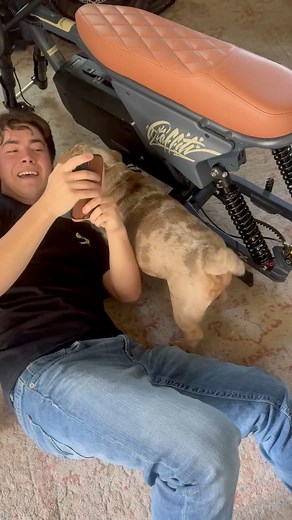 21K views · 983 reactions | Best little helper ever!!! ⚒️ 藺 ️  #bulldoglife #helping #trendingreelsvideo #fixit #englishbulldogpuppy #socute #puppylife #goodtimes #project | Utah Bulldog Life | Facebook