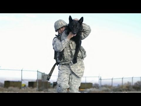 Osama Bin Laden Dead: SEALs' Dog of War