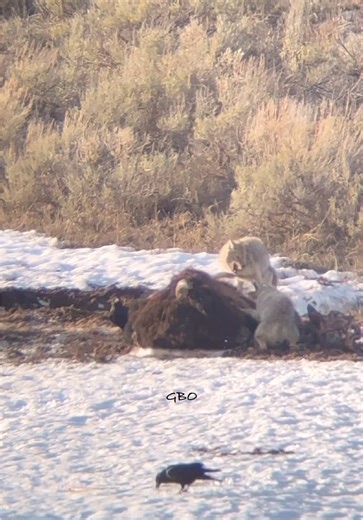 Coyotes Clash Over Ancient Bull Bison Remains