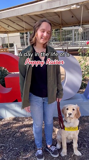 A Day in the Life of a Puppy Raiser for Guide Dogs of America