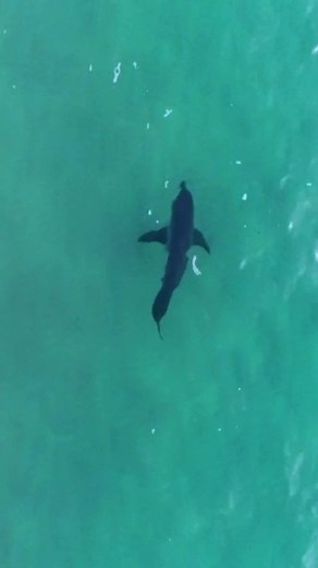 Great White Shark Sighting at Bondi Beach