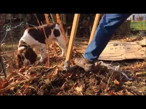 Broadfork Video - The BEST Broadfork - The Treadlite Broadfork Harvesting Bulbs