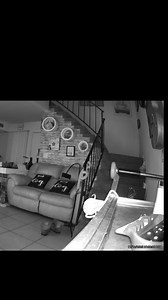 1.6K views · 47 reactions | My dog Lucy activated my camera downstairs and as I was watching her come up the stairs I couldn't believe the orb that was following her. I wonder if it was another dog? 樂 #spirits #puppylife | Blendoodle | Facebook