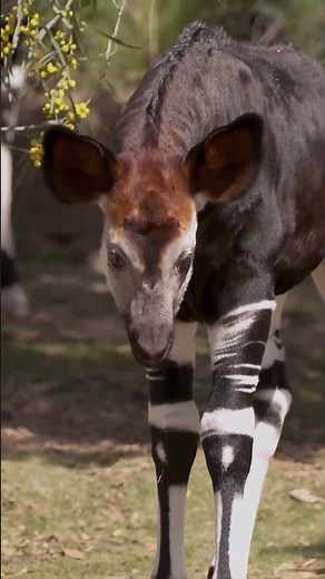 అడవి దెయ్యం Okapi 😱🌿 | Africa Jungle Mystery Animal
