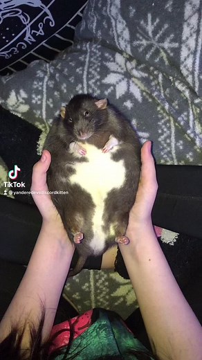 Reupload (remy was not hurt making this) 😍😍😍😜😜😜✌️