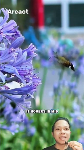 This Isn’t a Hummingbird… It’s a Moth?! Hummingbird Moth Facts