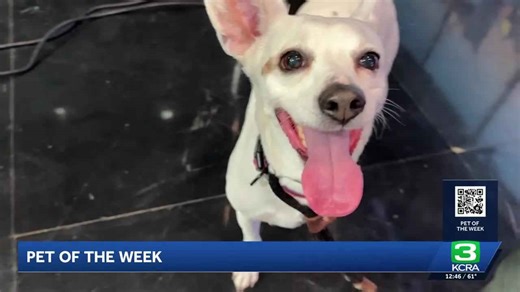 Pet of the week for April 1: Meet Milky Way
