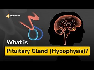 What is Pituitary Gland (Hypophysis)? | Physiology
