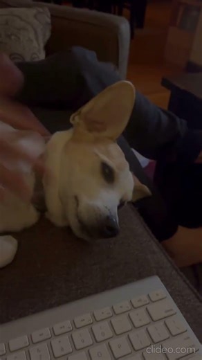 I controlled my dog with a keyboard 😈