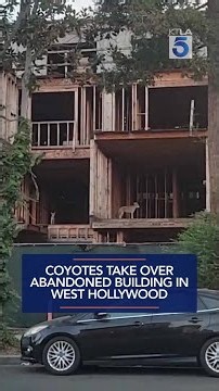 Coyotes take over abandoned building in West Hollywood