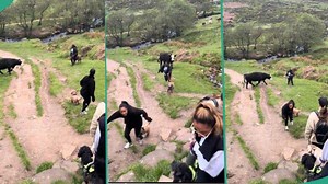 Video shows moment 4 ladies flee as cow chases them, leaves people in stitches