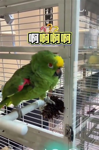 Dad's Amazon Parrot Speaks: Unbelievable Talent