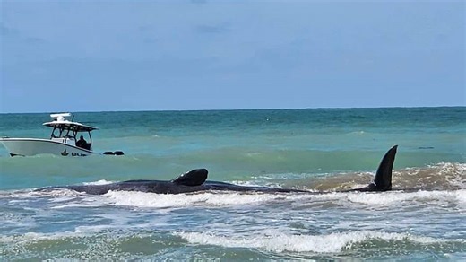 Sperm whale dies after becoming stranded off Florida, officials say