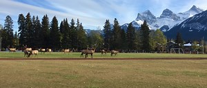 Bear Report — Biosphere Institute of the Bow Valley