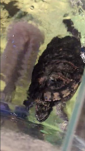 Turtles scratch their shells like this #OddlySatisfying