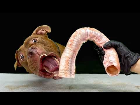 Best of Pitbull Eating Sounds | RAW MEAT | ASMR Compilation