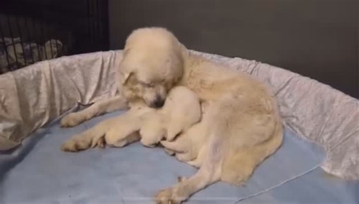 NO...your eyes are not deceiving you. YES...those are puppies at Appalachian Great Pyrenees Rescue. (CLICK THE PHOTO TO WATCH THE VIDEO) Rose, a sweet Great Pyrenees, recently arrived at Appalachian Great Pyrenees Rescue with her litter of six adorable puppies. As these little ones prepare to start their journey, we’re inviting you to be a part of their first milestone - giving them names! Your input will help shape their identities as they grow and find loving homes. Please join us in celebrati