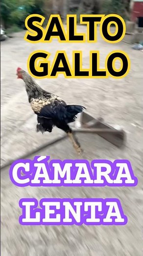 Pollo gallina corriendo en cámara lenta hace un salto espectacular #shorts #agriculture