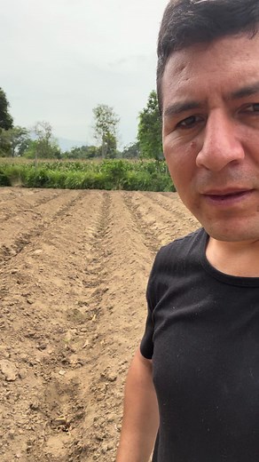 Siembra de Pastos de Corte: Guía Práctica