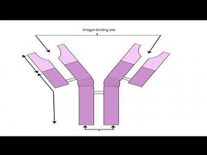 B cells and antibody production 4.1.1 Communicable disease, disease prevention and the immune system