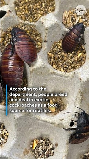 Cockroach contraband valued at more than $140,000 seized in Australia