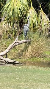 The Great Blue Heron is a symbol of patience and grace in nature, embodying the serene beauty of the Lowcountry’s coastal habitats. 🌿🦢 These majestic birds are expert hunters and can stand motionless for long periods, waiting to catch their prey with lightning-fast strikes. These beautiful birds have a wingspan of up to 6 feet, making them a stunning sight as they soar through the skies of our Sea Islands. Despite their large size, Great Blue Herons are skilled at navigating through dense mars