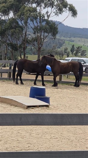 Sometimes we just need a little help from a friend! Great role-modelling Velvet and Paddington  #learningwithhorses #equinefacilitatedlearning | Inspire Connections | Facebook