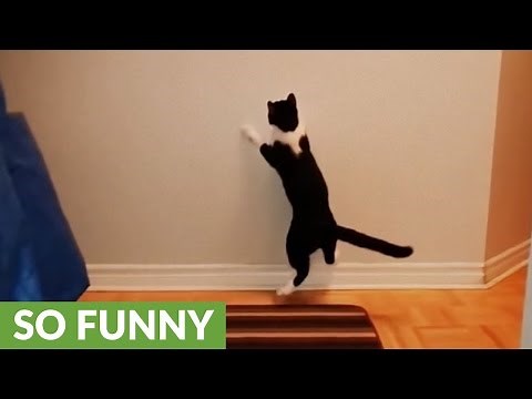 Watch this cat's impressive vertical leap in slow motion!