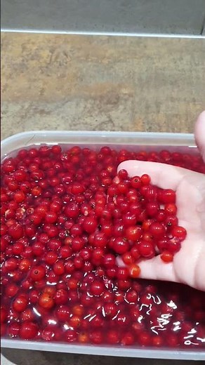 Gelée de groseilles faite maison ! #diy #faitmain #faitmaison #confiture #jardin