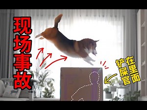 被24斤柯基爆头，玩个捉迷藏差点被狗送走〡小短腿Duby