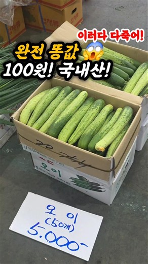 100원! 똥값! 국산 더이상 농사 못짓것다! 큰일 #오이 #농산물 #시장 #먹거리 #농산물 #중국산 #국내산 #폭락 #세일