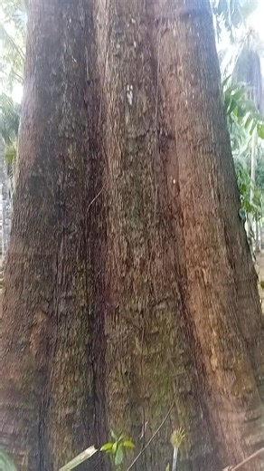 Century old molave tree #hardwoodelement #exploreadventure | Glenn Arcena
