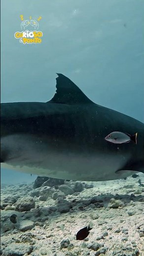 The Shark That Eats Everything — Even Things That Shouldn't Exist in the Sea