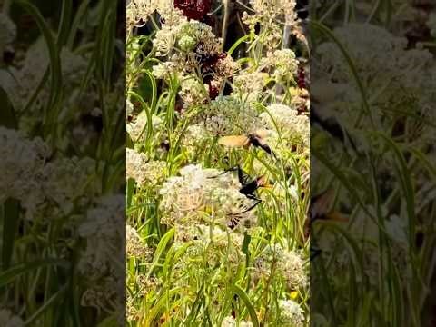 Up Close with the Tarantula Hawk Wasp | Nature’s Bold Beauty