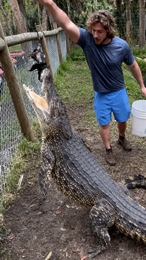Jumping crocodile!