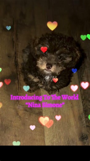 Meet One 😉 Of Our Newest Family Members “Nina Simone” #puppylife #havapoo #havenese #poodle #puppy
