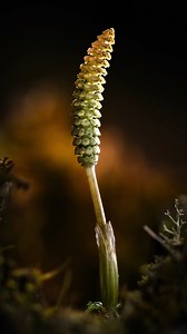 Here’s a quick look at how I light a macro subject using flexible LEDs. This wild horsetail caught my attention, and I used three lights to bring out the shape and warmth. If you're adding artificial light, always underexpose just a bit to leave room for shaping and control. #macro #macrosetup #lighting | Daniel Aucoin