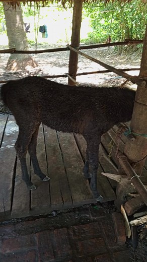 Htoo Eain Lin သည် TikTok ပေါ်တွင် ရှိသည်