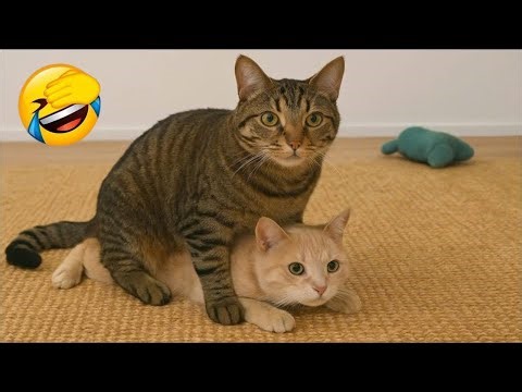 🔴 Live - Top Funny Cats Videos😹Best Daily Compilation – Try Not To Laugh 2025 | Funniest Cats Ever!