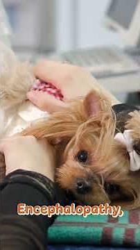 Liver Issues in Pets: Symptoms of Liver Problems in Pets 🐶🐱 Liver Issues In Pets Pt. 1 #shorts #NHV