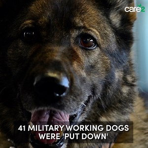 854 reactions · 448 shares | 41 military working dogs were retired and then put down after their years of service to their country. These dogs shouldn't be treated as disposable! Sign the petition to demand that more resources go into rehabilitation, providing a safe haven, and adopting out these hero dogs! | Care2 | Facebook