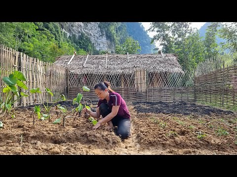 How to build farm - Make a bamboo fence - Ep.81 | Lý Thị Ca