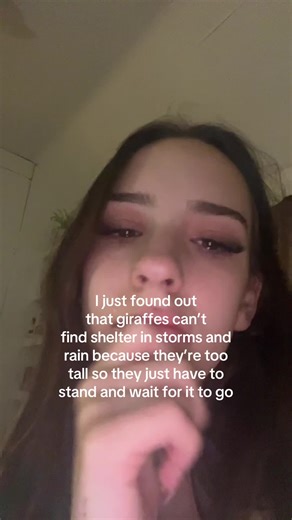 Giraffes and Their Struggles During Storms