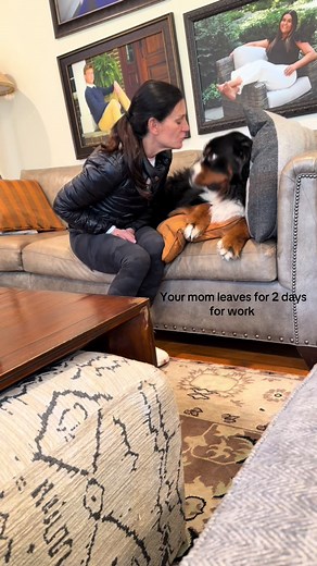 Understanding the Value of a Spoiled Bernese Mountain Dog