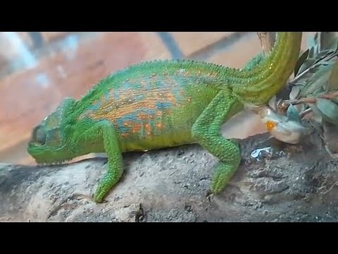 Chameleon Gives Birth to 14 Babies - 1066647